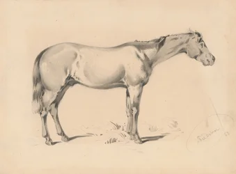 Studio di un cavallo I